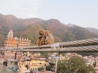 Monkeys on Laxman Jhula